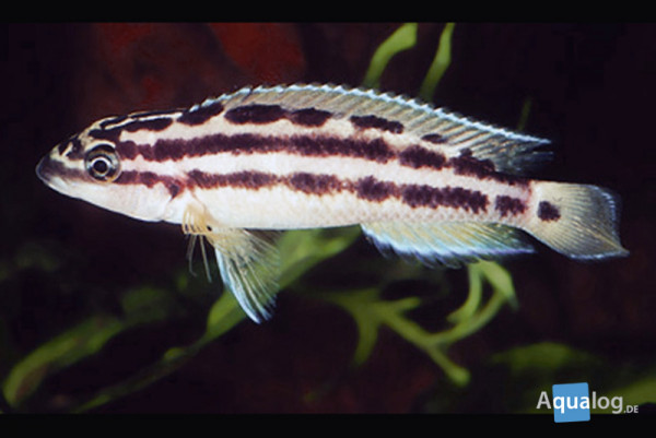 Julidochromis ornatus - Gelber Schlankcichlide