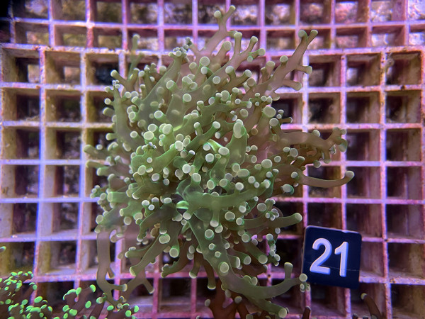 Euphyllia paradivisa Einzelpolyp (21)
