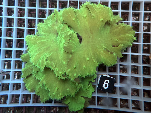 Sinularia dura - neon grün (6)