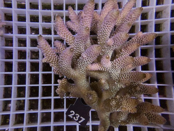Acropora spathulata (237)