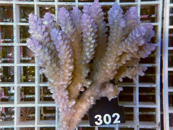 Acropora sp. ultra (302)