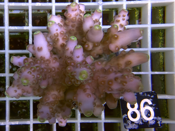 Acropora loripes (86)