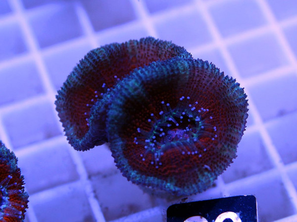 Acanthastrea spec. Frag (20)