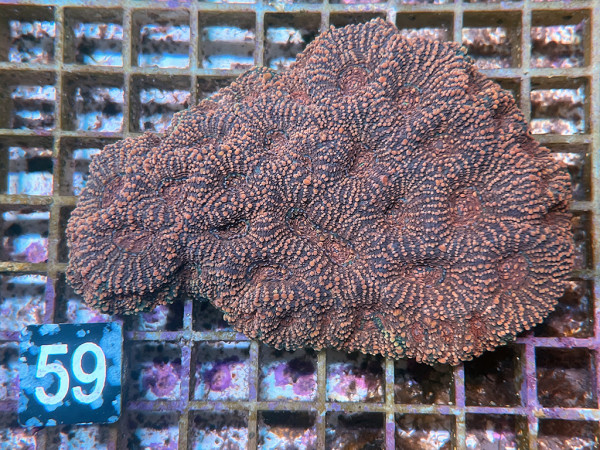 Acanthastrea echinata (59)