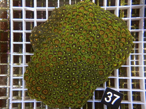 Zoanthus spec. Krustenanemonen (37)