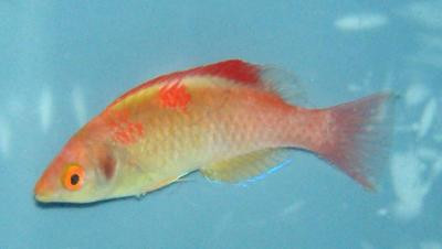 Cirrhilabrus adornatus - Debelius´ Zwerglippfisch, Männchen