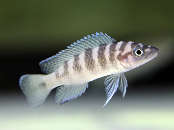 Neolamprologus cylindricus - Prinzessin von Burundi "fulve" (ADNZ)