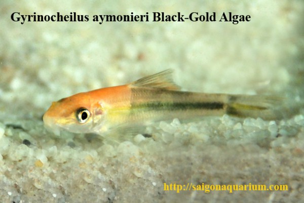 Gyrinocheilus aymonieri - Siamesische Saugschmerle, Bicolor