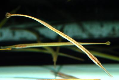 Microphis brachyurus - Kurzschwanz-Süßwassernadel