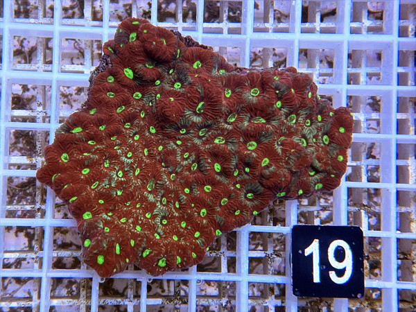Favites spec. - Favites War Coral (19)