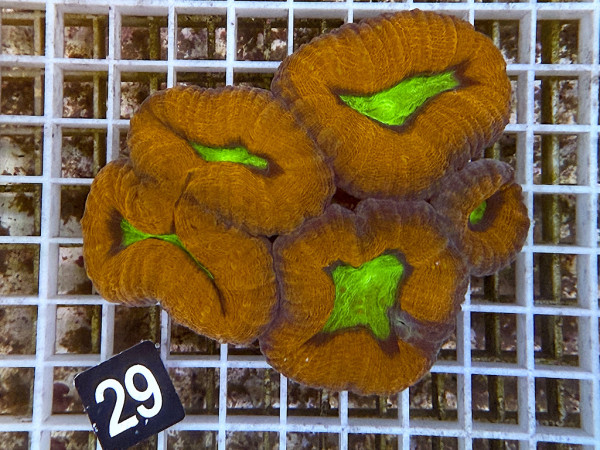 Lobophyllia spec. - Hirnkoralle ultra (29)