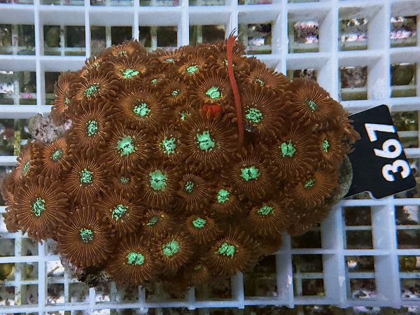 Zoanthus spec. Krustenanemonen (367)