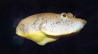 Tetraodon miurus - Kongo-Kofferkugelfisch
