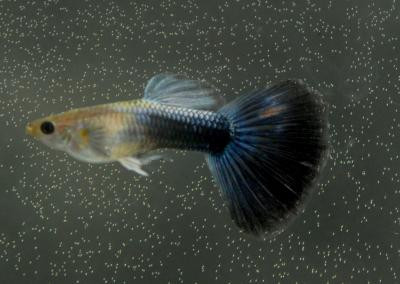 Poecilia reticulata - Blauer Neon Guppy Männchen