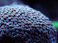 Cyphastrea spec. - Cyphastrea Cyphastrea spec. - Cyphastrea