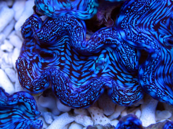 Tridacna squamosa - Mördermuschel, 3-4 cm (E 00946/18)