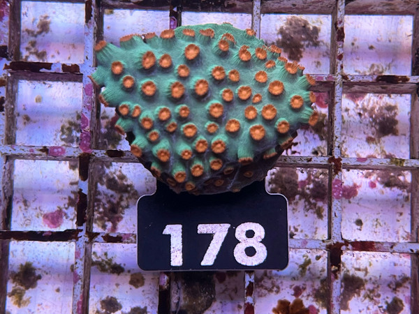 Cyphastrea spec. - Cyphastrea Meteor Shower Frag (178)