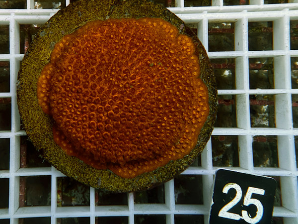 Cyphastrea spec. - Cyphastrea rot (25)
