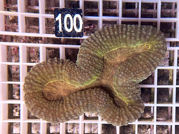 Lobophyllia spec. - Hirnkoralle color (100)