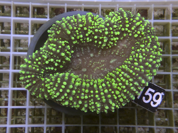 Lobophyllia spec. - Hirnkoralle ultra (159)