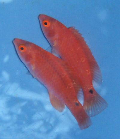 Cirrhilabrus adornatus - Debelius´ Zwerglippfisch, Weibchen