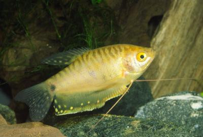 Trichogaster trichopterus - Goldener Fadenfisch bei AqZeNo online