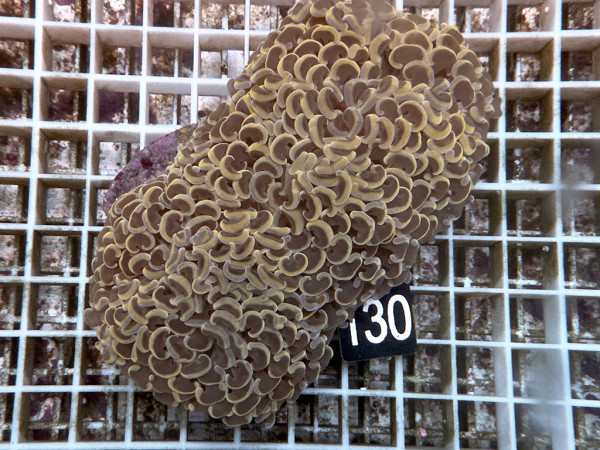 Euphyllia ancora orange (130)