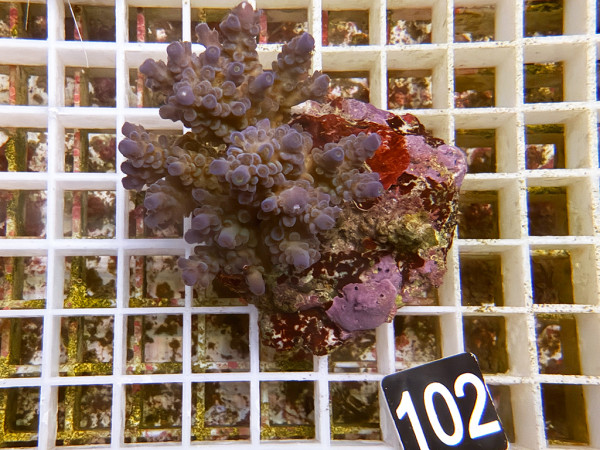 Acropora sp. (102)