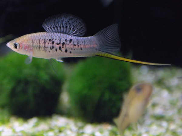 Xiphophorus nezahualcoyotl - Berg-Schwertträger RioSalto