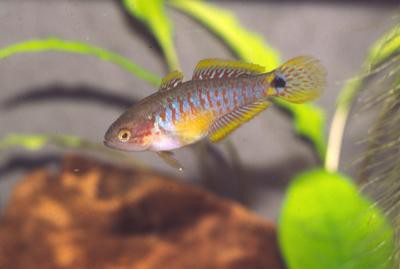 Tateurndina ocellicauda - Pastellgrundel