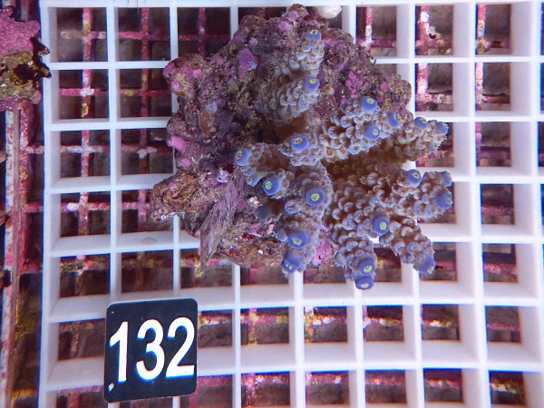 Acropora tenuis (132)