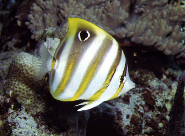 Parachaetodon ocellatus - Fünfbinden-Falter