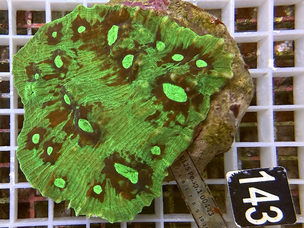 Pectinia spp. - Pectinia (143)