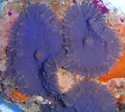 Rhodactis inchoata - Blaue Fusselscheibenanemone (Einzelpolyp)
