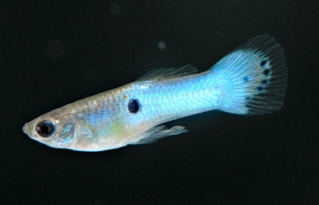 Poecilia reticulata - Blau Dietzenbach Guppy Männchen