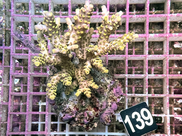Acropora selago (139)