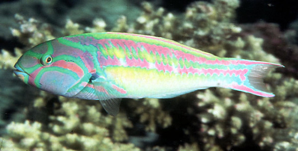 Thalassoma quinquevittatum - Rotstreifen-Junker