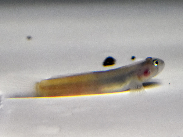 Sicyopus zosterophorum - Süßwassergrundel