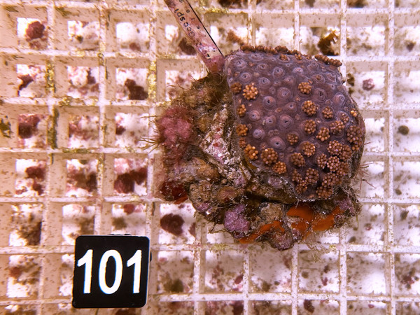 Goniopora sp. rot (101)