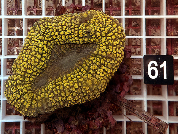 Lobophyllia spec. - Hirnkoralle ultra (61)