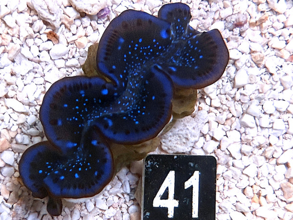 Tridacna maxima 5 cm (41)