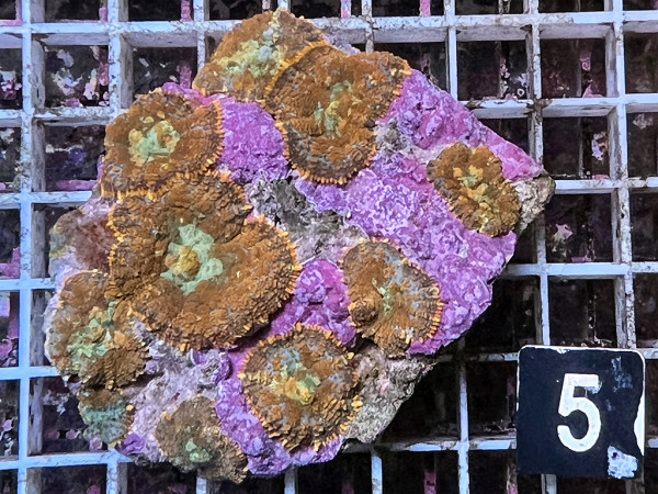 Rhodactis cf. inchoata - Fussel-Scheibenanemonen, orange (5)