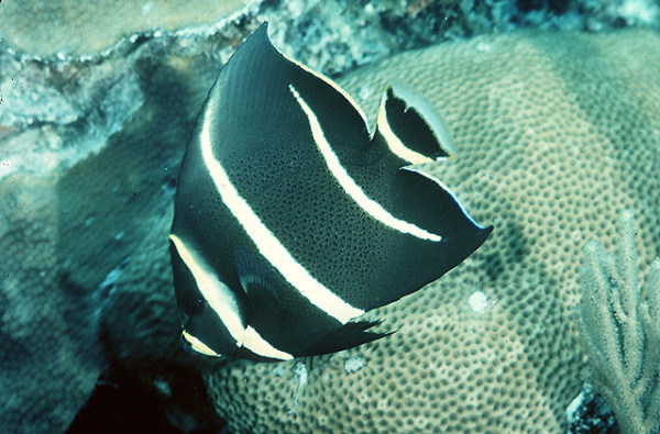 Pomacanthus arcuatus - Seidengrauer Kaiserfisch juvenil