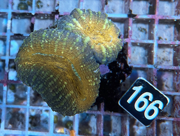 Lobophyllia spec. - Hirnkoralle ultra (166)