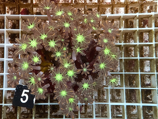 Clavularia spec. - Stolonifera, tricolor (5)
