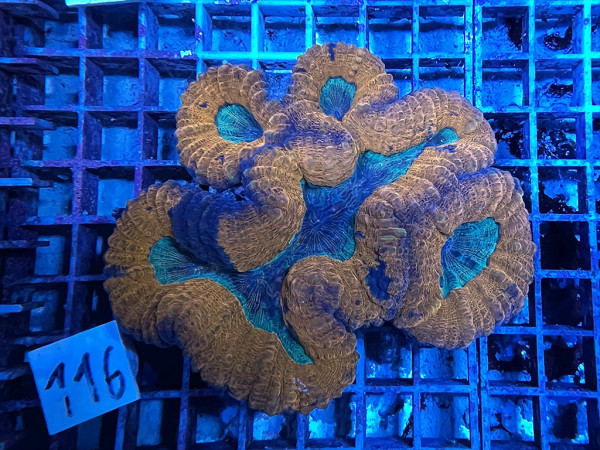 Lobophyllia spec. - Hirnkoralle ultra (116)