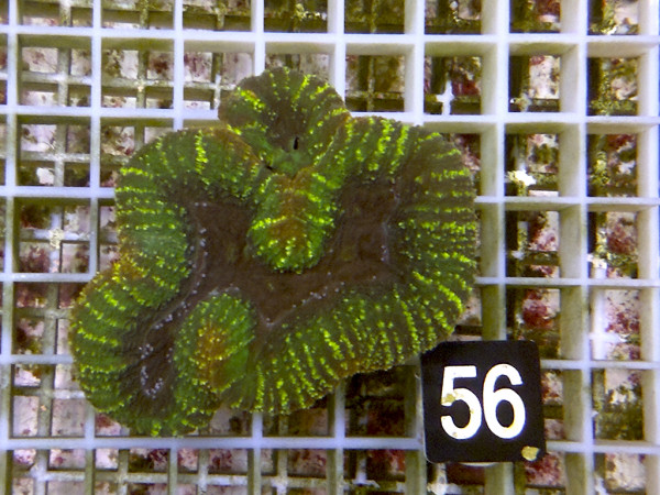 Symphyllia spec. (56)