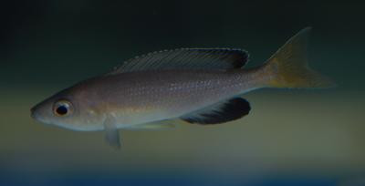 Cyprichromis leptosoma - Chaitika