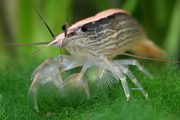 Atyopsis moluccensis - Fächergarnele