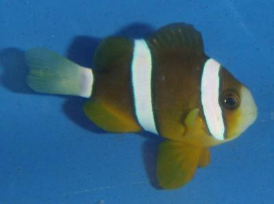 Amphiprion sebae - Indischer Anemonenfisch